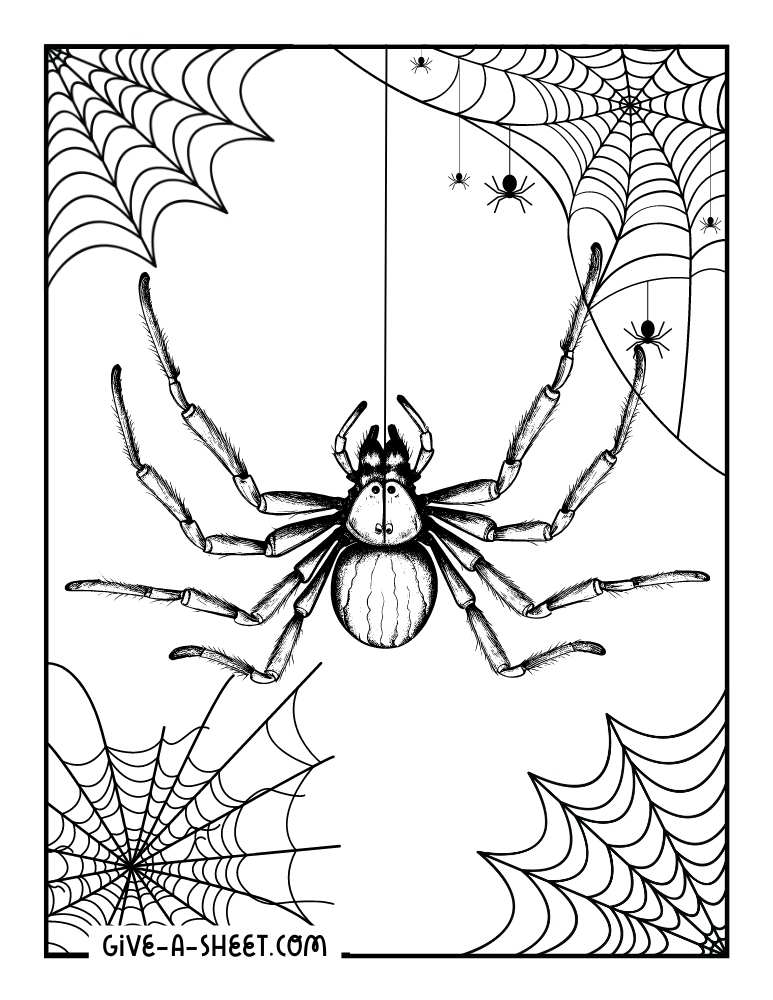 Detailed spider and web to color.