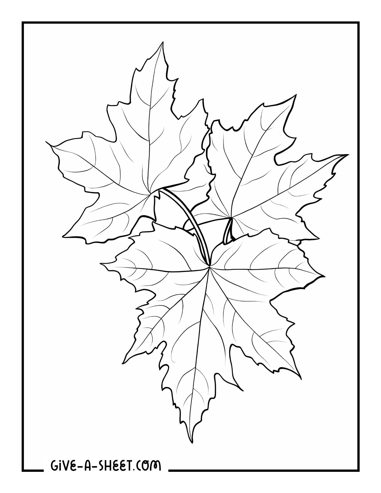 Maple free fall leaf coloring sheet.