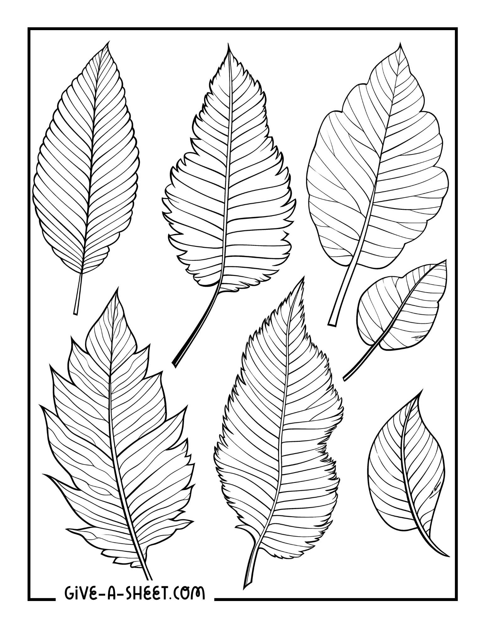 Realistic leaves for fall season coloring page.