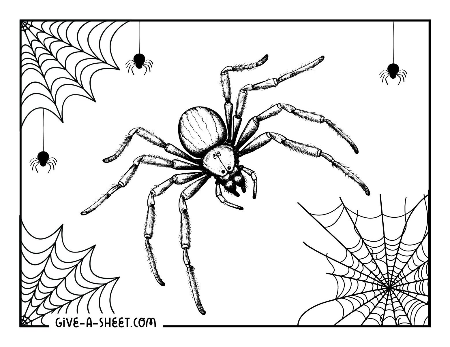 Tarantula animal coloring page isolated realistic designs.