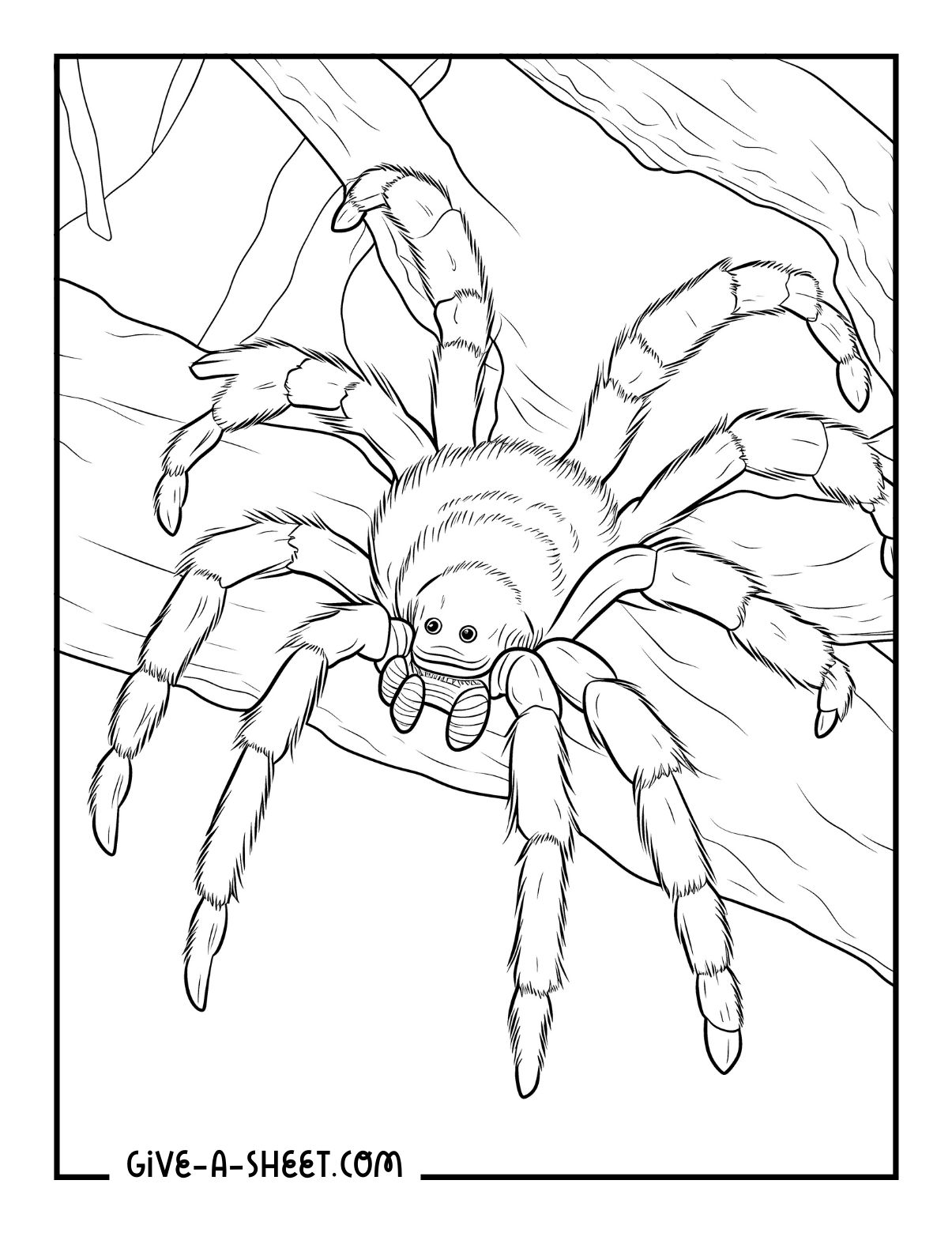 Realistic designs of tarantula animal coloring page isolated.