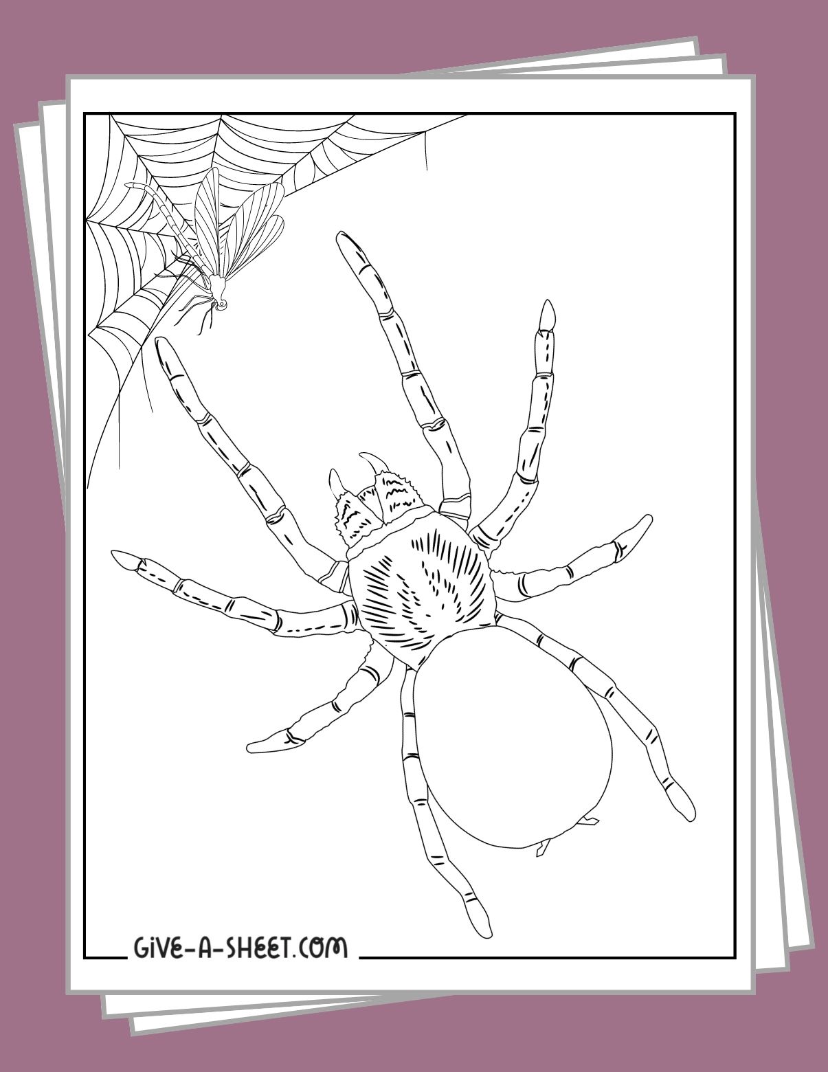 Printable coloring pages of tarantula spider.