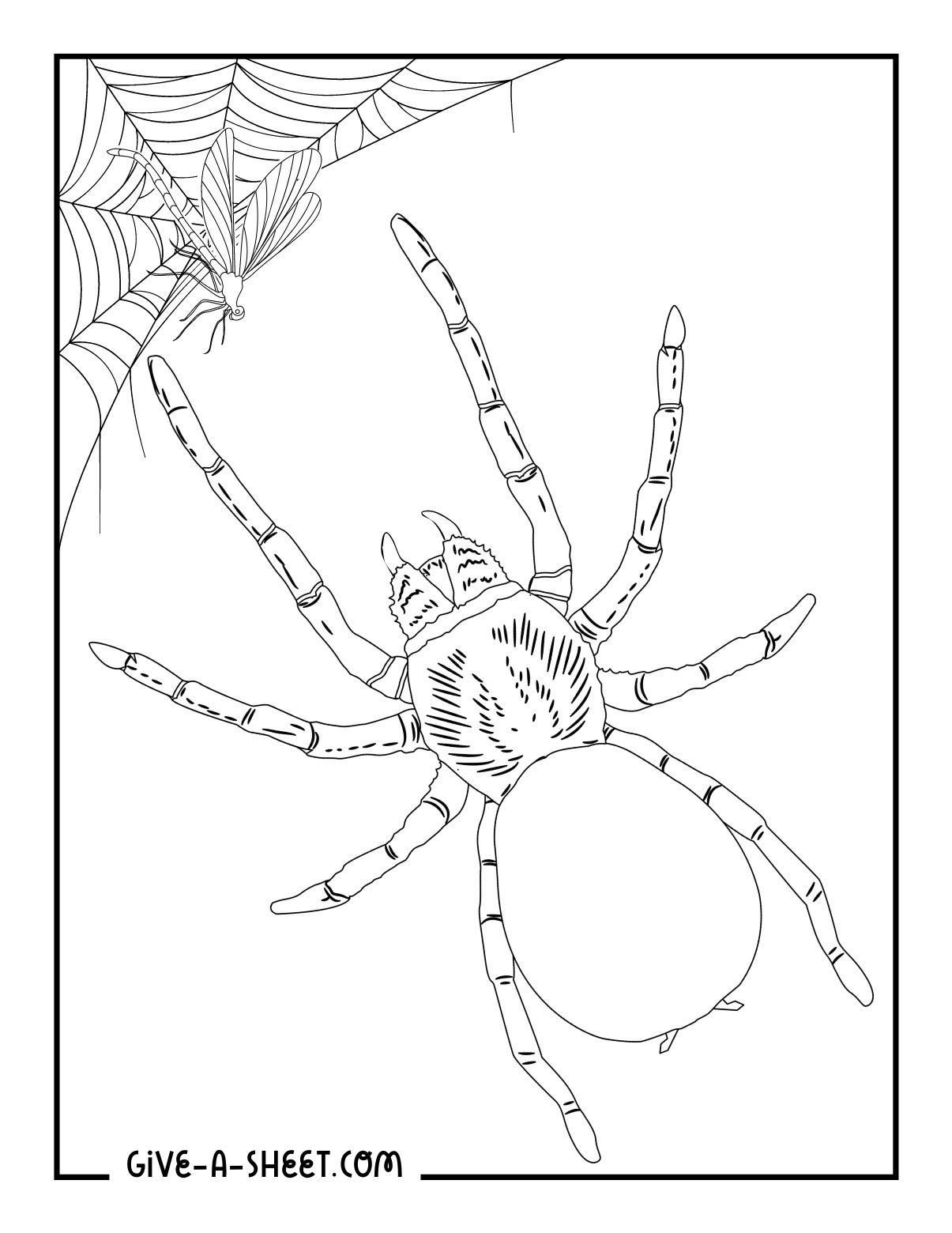 Tarantula and its prey new coloring pages.