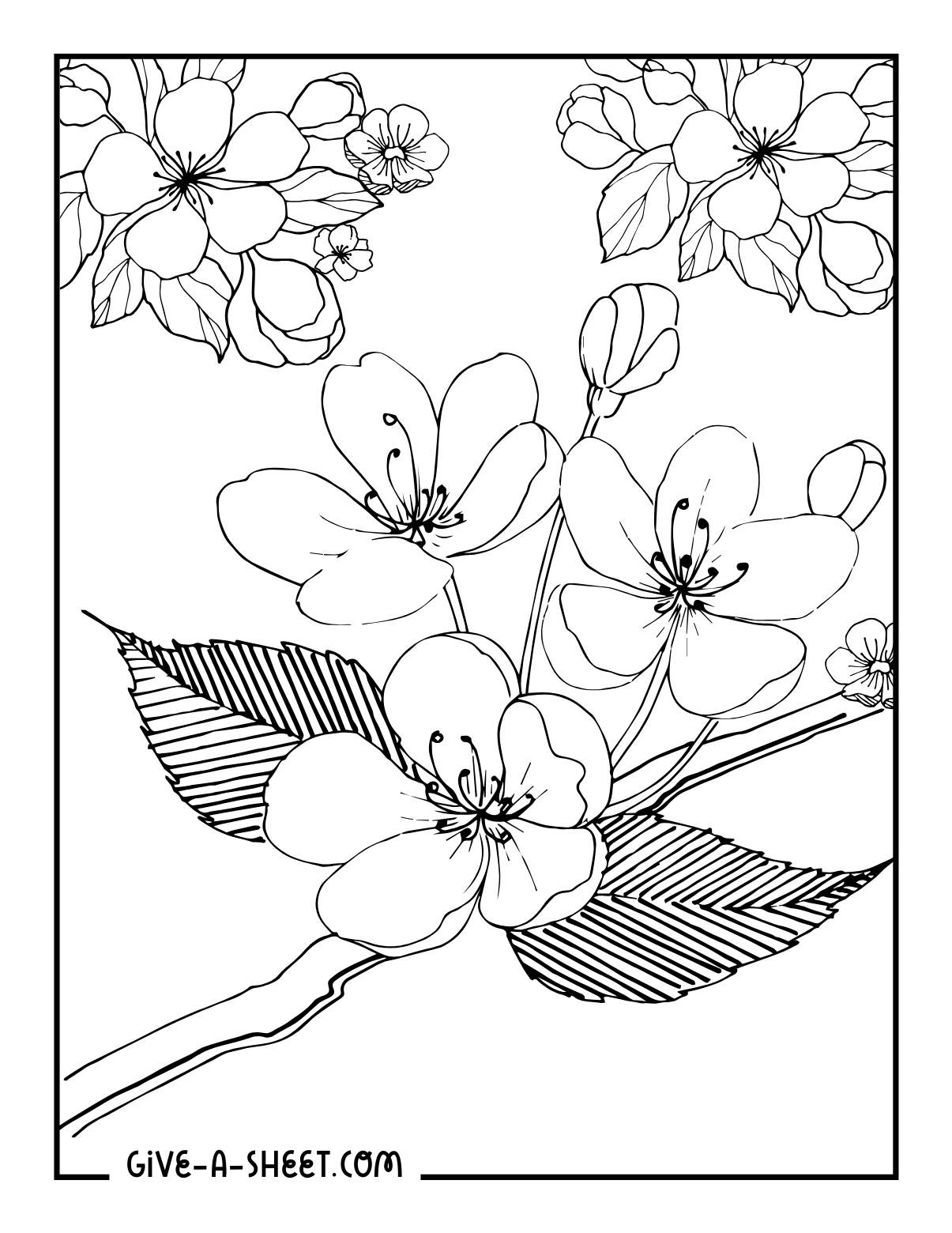 Apple blossoms tree coloring page.