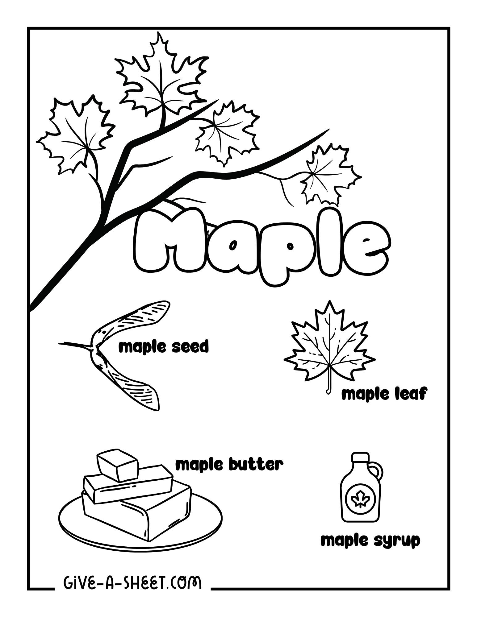 Maple tree coloring page for kids.